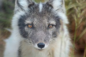 Arctic Fox - YUKON
